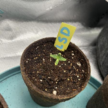 LSD Feminized