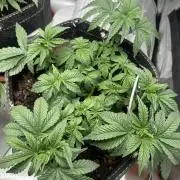 LSD Feminized