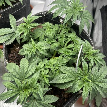 LSD Feminized