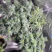 3 clones