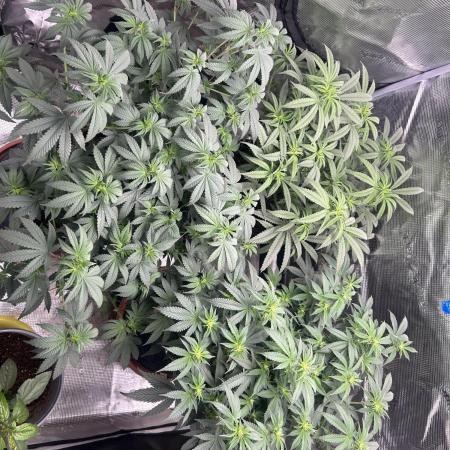3 clones