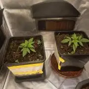 Ak 49 auto VS