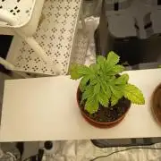 cookie haze