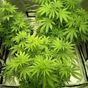 afghani
