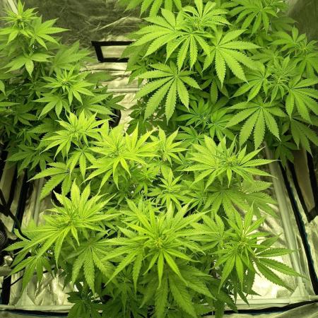 afghani