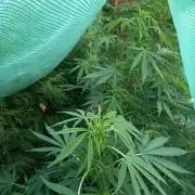 cookie haze