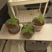 afghani