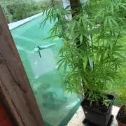 green poison