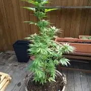 apricot gorilla auto