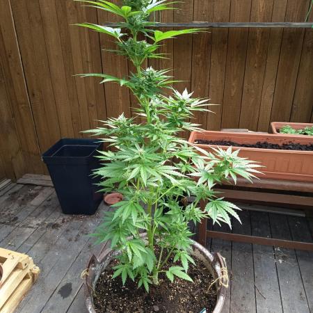 apricot gorilla auto