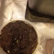 BCN critical xxl auto