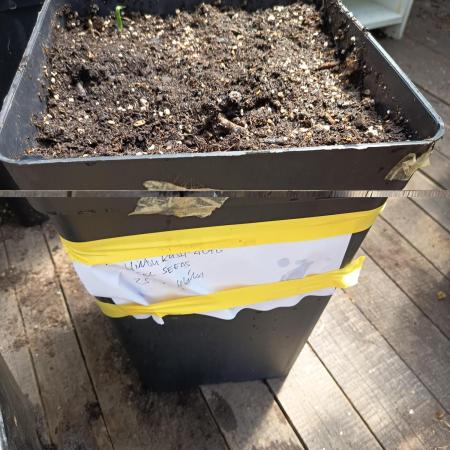 Hindukush auto SenS