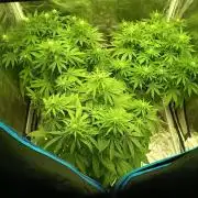 mandarine + critical