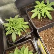 Gorilla zkittles auto Fast Buds