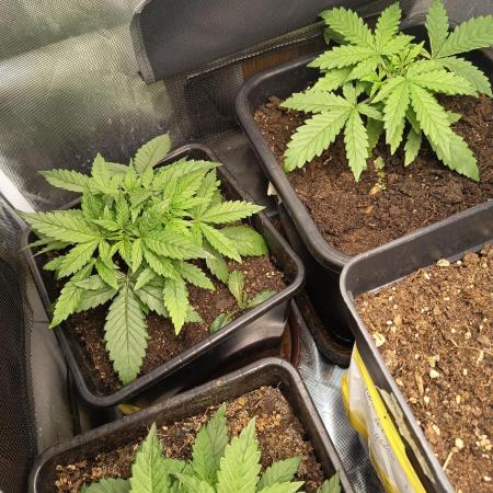 Gorilla zkittles auto Fast Buds