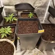 Sensi mix