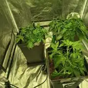 mandarine + critical