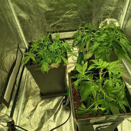 mandarine + critical