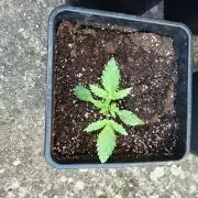 BCN critical xxl auto