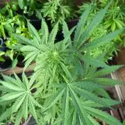 Hindu auto