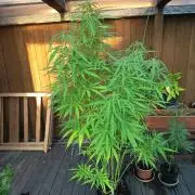 green poison