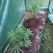 cookie haze