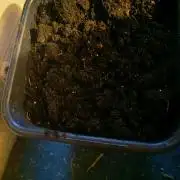 Gorilla zkittles auto Fast Buds