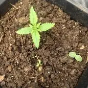 Gorilla zkittles auto Fast Buds