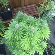 afghani