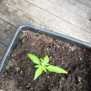 hindukush auto sensi seeds