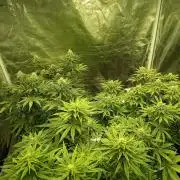 mandarine + critical