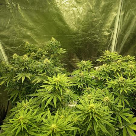 mandarine + critical