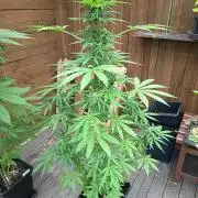 Hindu auto