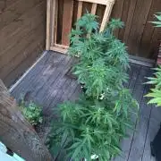 Ak 49 auto VS