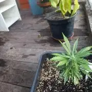 gorilla auto
