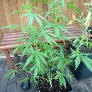 White widow rqs