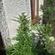Hindu auto
