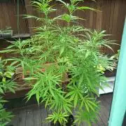 green poison