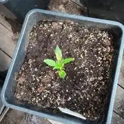 gorilla auto