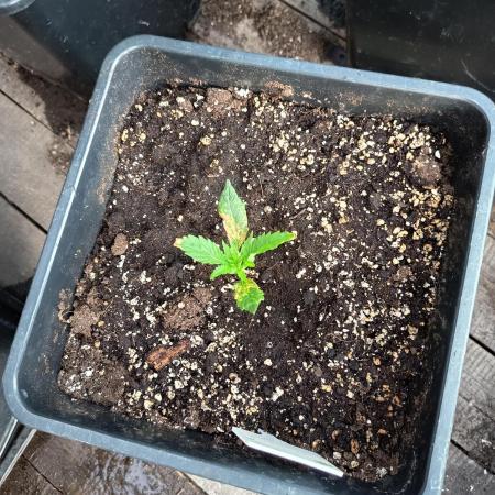 gorilla auto