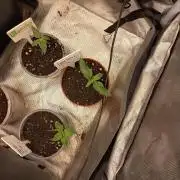 White widow rqs