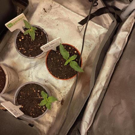 White widow rqs