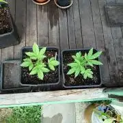White widow rqs