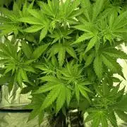 afghani