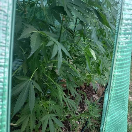 cookie haze