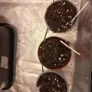 White widow rqs