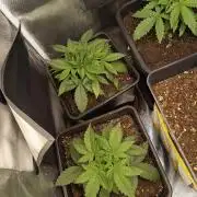 Ak 49 auto VS