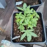 BCN critical xxl auto