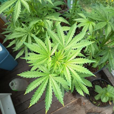 green poison