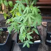 White widow rqs